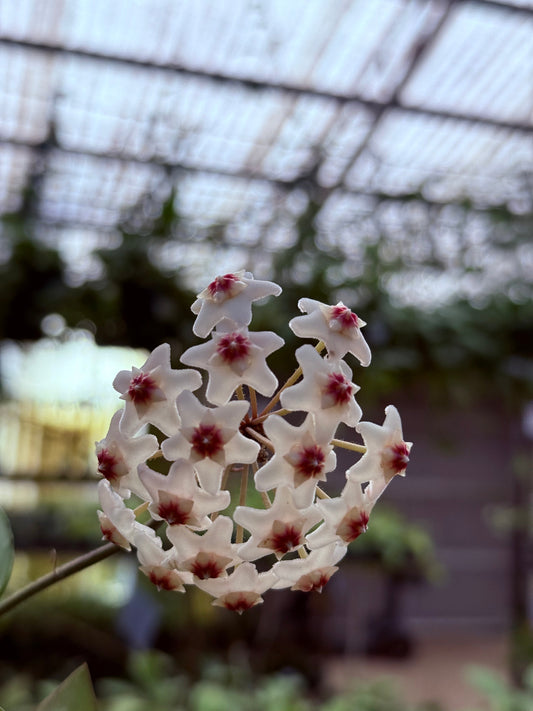Hoya carnosa pink chart