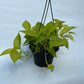 Pothos Neon