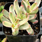 Crassula Candy Cane
