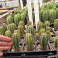 #EC225 Variety of Trichocereus Hybrid Cactus Bargain Potted Seedlings For Sale