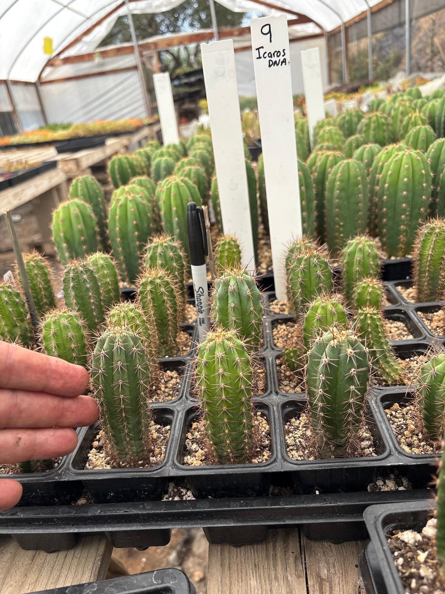 #EC225 Variety of Trichocereus Hybrid Cactus Bargain Potted Seedlings For Sale