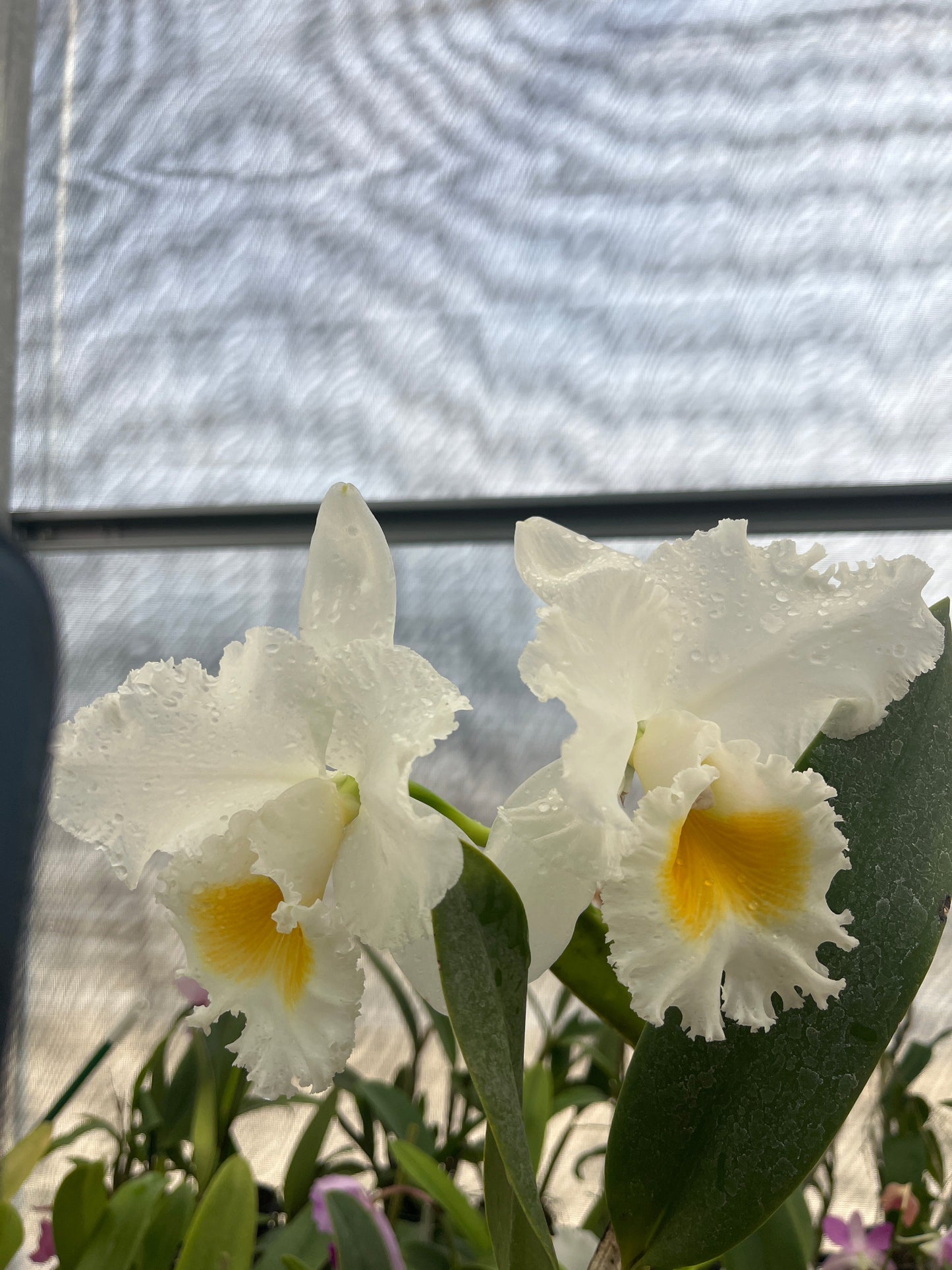 Rhyncholaeliocattleya Andacocha