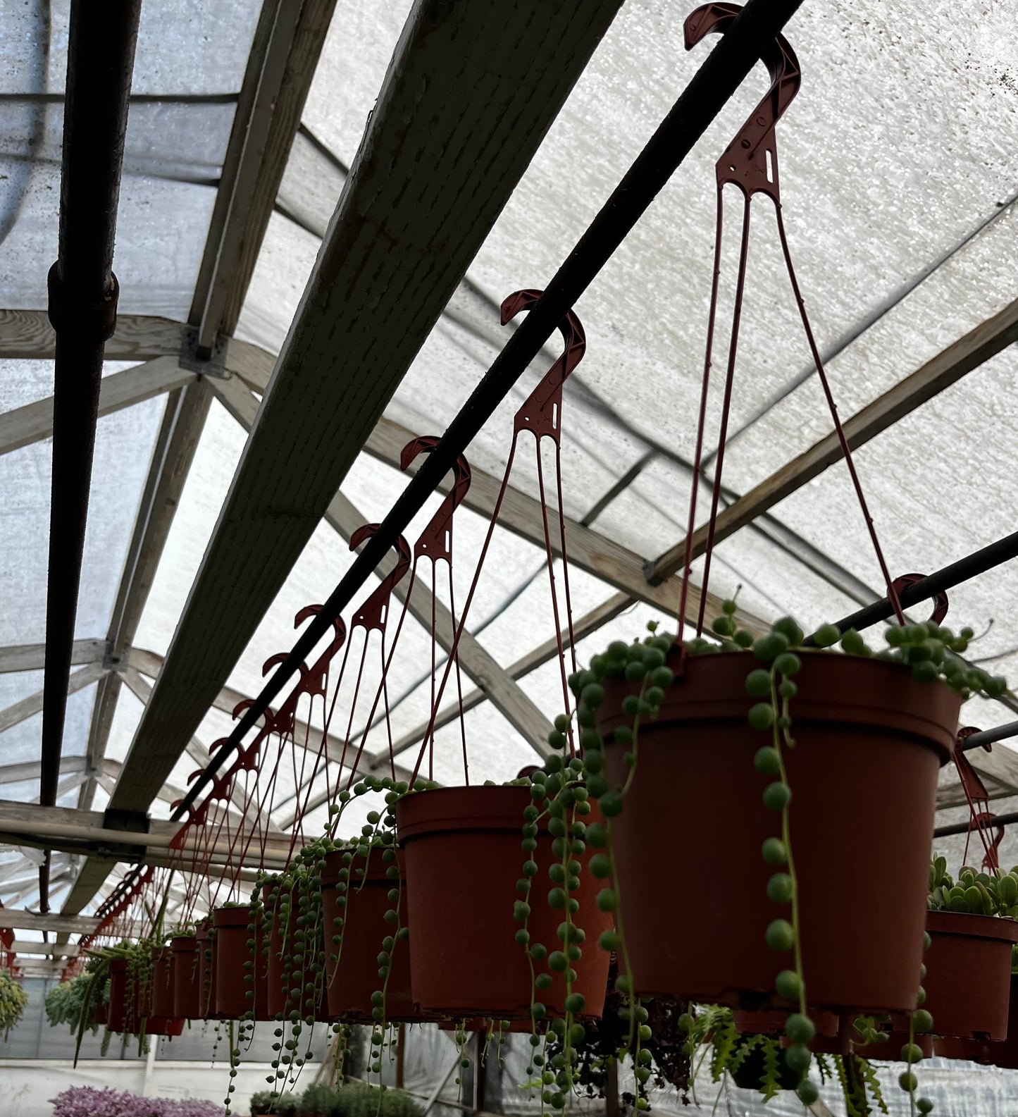 String of Pearls