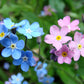 100 Mixed FORGET ME NOT Pink Blue White Mix Myosotis Alpestris Flower Seeds *Flat Shipping