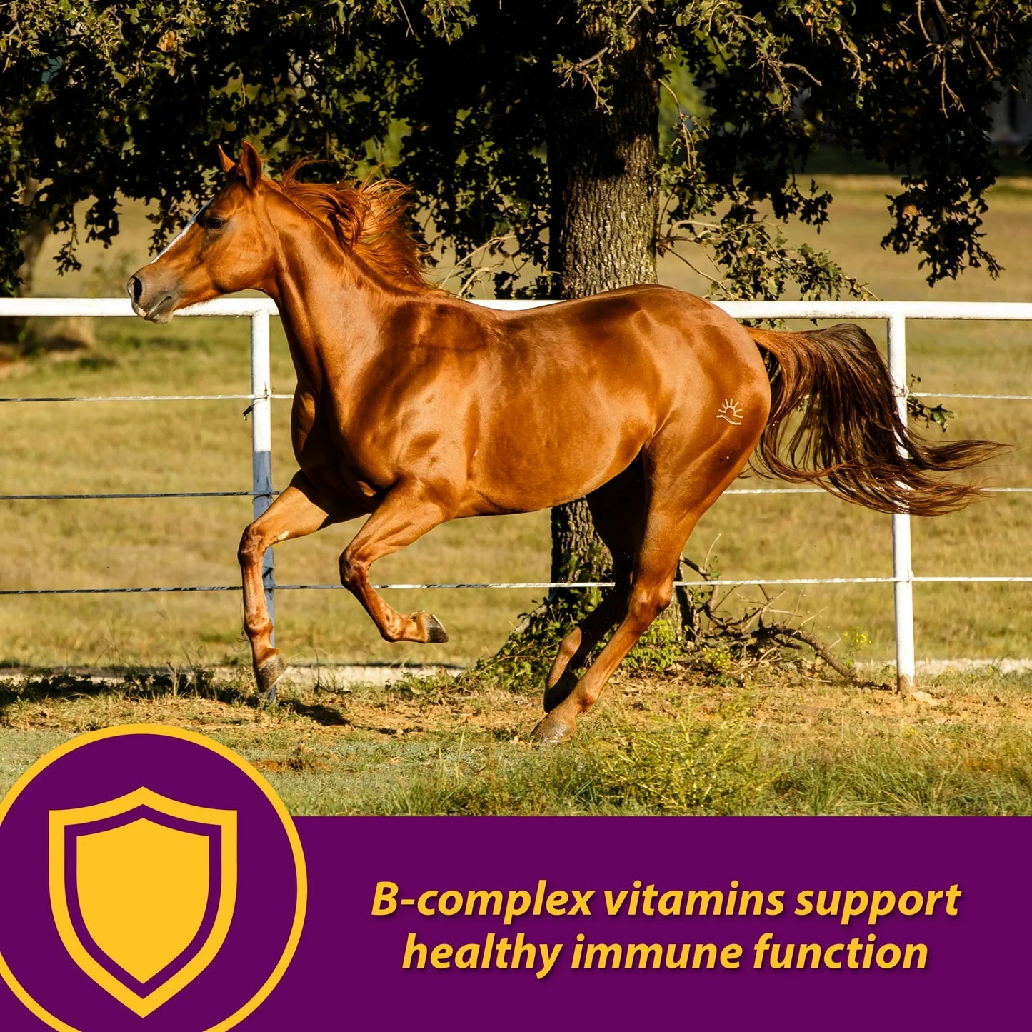 Horse Health Red Cell Supplement 32 oz. Yucca Vitamin Iron Mineral Blood Builder
