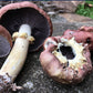 Wine Cap “Stropharia rugoso-anulata” Living Mulch