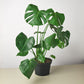 Monstera 'Split-Leaf' I  These plants have glossy, heart shaped leaves which develops its unique splits 