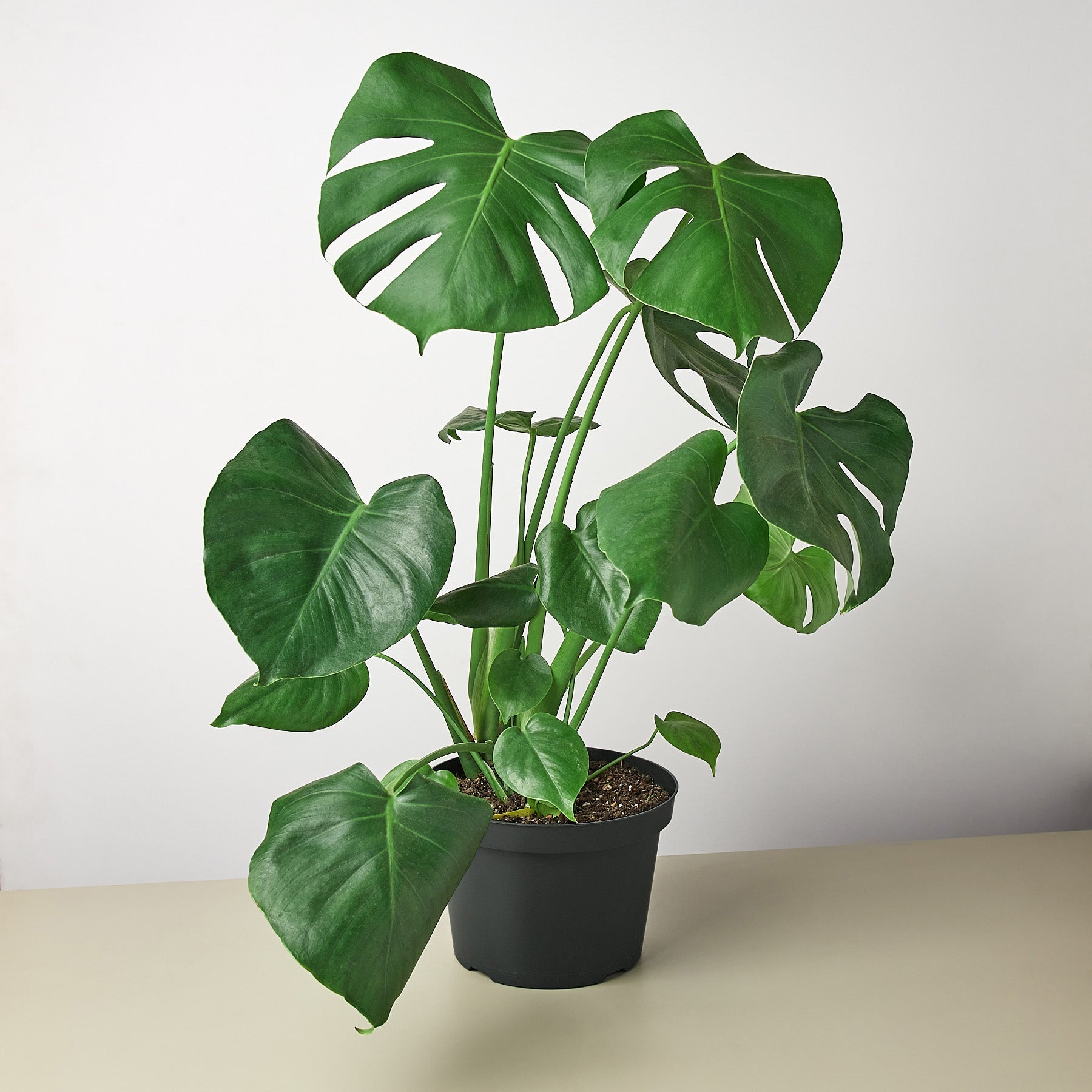 Monstera 'Split-Leaf' I  These plants have glossy, heart shaped leaves which develops its unique splits 