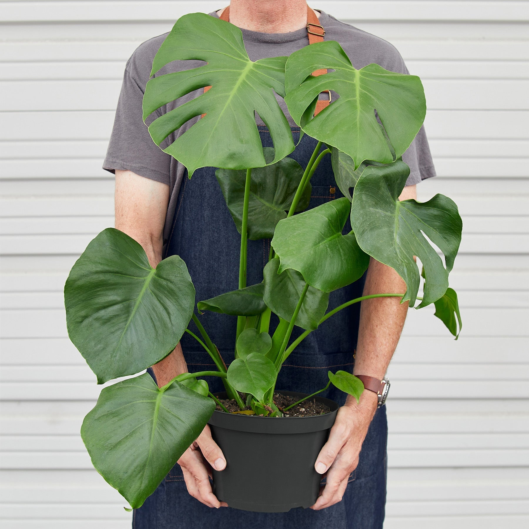 Monstera 'Split-Leaf' I  These plants have glossy, heart shaped leaves which develops its unique splits 