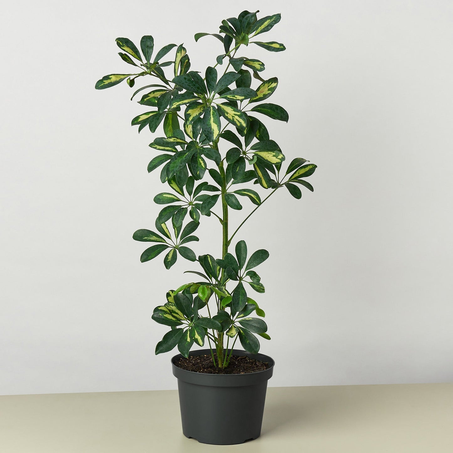 Schefflera 'Variegated' - This evergreen wields very slender stalks with oblong leaves