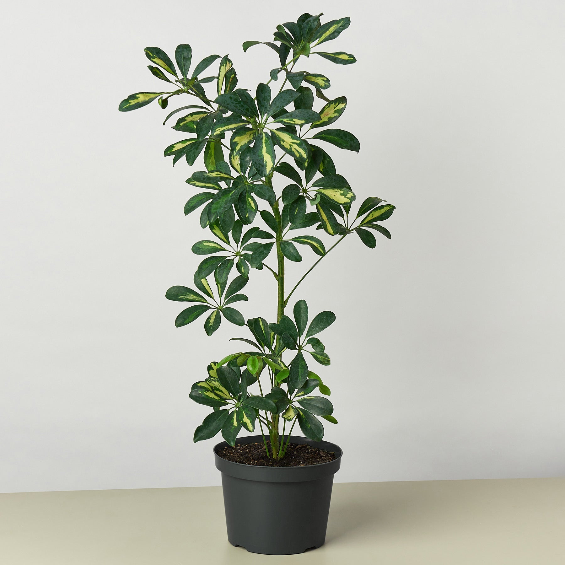 Schefflera 'Variegated' - This evergreen wields very slender stalks with oblong leaves