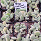 #80 Bear Paws Variegated