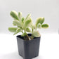 #80 Bear Paws Variegated