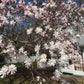 5 STAR MAGNOLIA Stellata TREE Seeds - Fragrant White to Pink Big 4" Wide Flowers