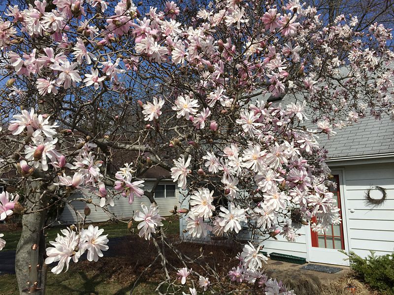 5 STAR MAGNOLIA Stellata TREE Seeds - Fragrant White to Pink Big 4" Wide Flowers