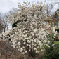 5 STAR MAGNOLIA Stellata TREE Seeds - Fragrant White to Pink Big 4" Wide Flowers