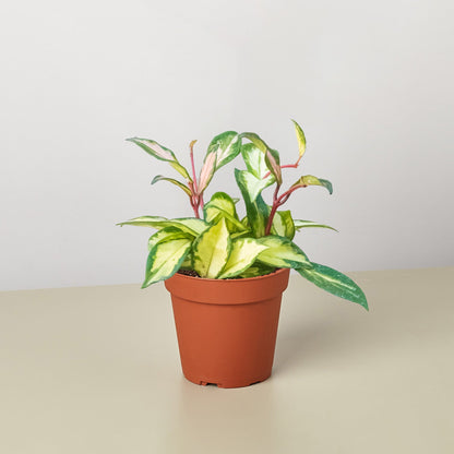 Hoya Carnosa 'Krimson Princess' i The brighter the indirect light, the more pink variegation these plants may produce.