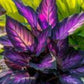 25+ Purple Tip Calathea Seeds – Tropical Foliage Plant for Indoor or Outdoor Growing, Beautiful Couture Leaves