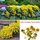 5 Types Of Seeds,Mix Creeping Thyme Seeds Ground Cover For Planting,Heirloom Non-GMO Thyme Purple, White, Red, Yellow Beautiful Perennial Flower