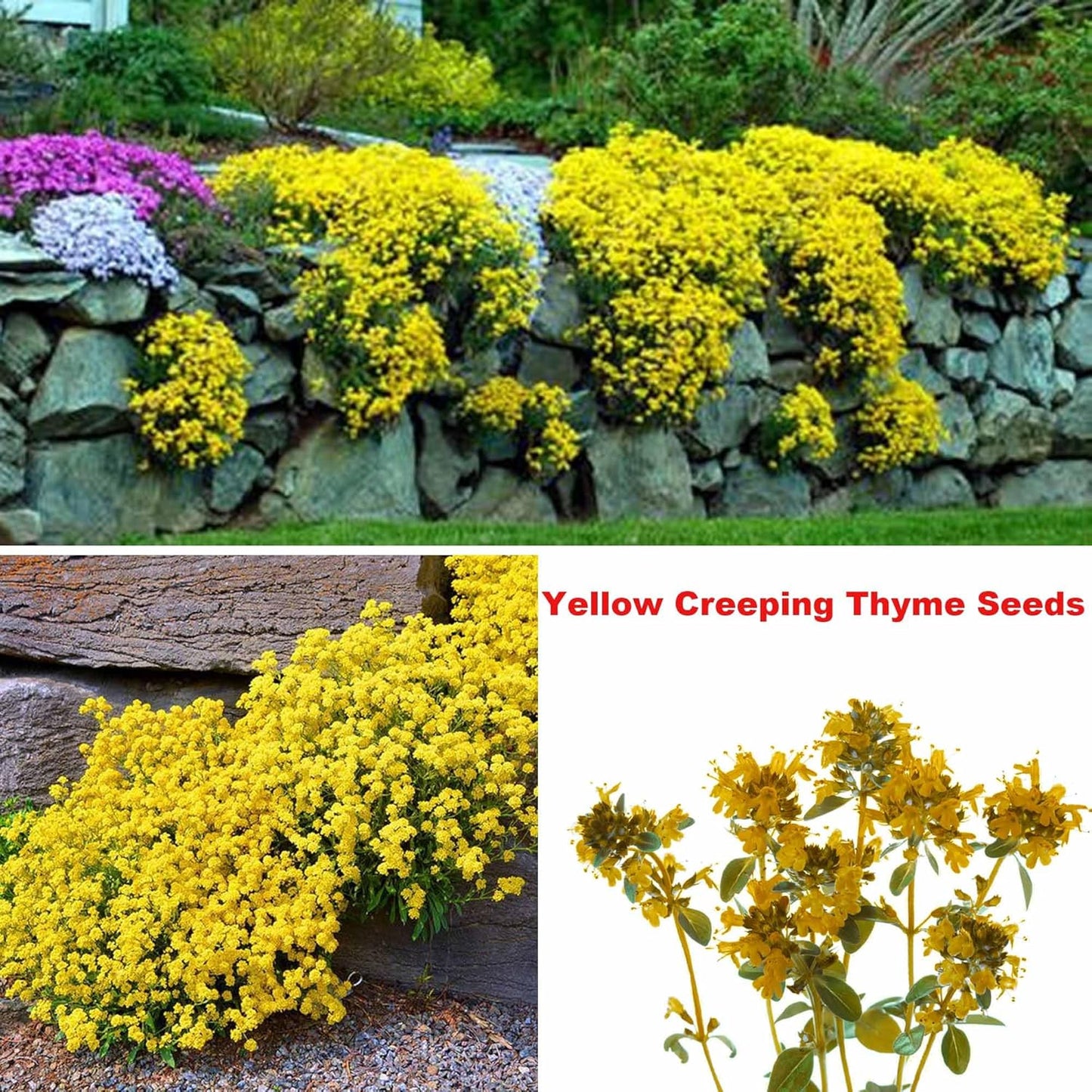 5 Types Of Seeds,Mix Creeping Thyme Seeds Ground Cover For Planting,Heirloom Non-GMO Thyme Purple, White, Red, Yellow Beautiful Perennial Flower