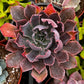 Echeveria Neon Breaker