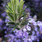 Arp Rosemary Live Herb Plant for Garden Growing