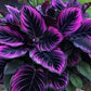25+ Purple Tip Calathea Seeds – Tropical Foliage Plant for Indoor or Outdoor Growing, Beautiful Couture Leaves