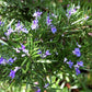 Arp Rosemary Live Herb Plant for Garden Growing