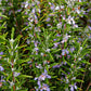 Arp Rosemary Live Herb Plant for Garden Growing