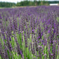 Grosso Lavender Plant Live 2.5QT Pot Herb Garden Aromatherapy