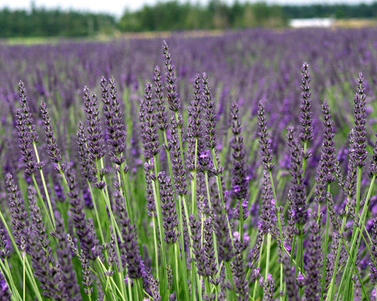 Grosso Lavender Plant Live 2.5QT Pot Herb Garden Aromatherapy