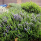 Arp Rosemary Live Herb Plant for Garden Growing