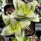 Crassula Springtime