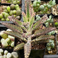 Mother of Millions