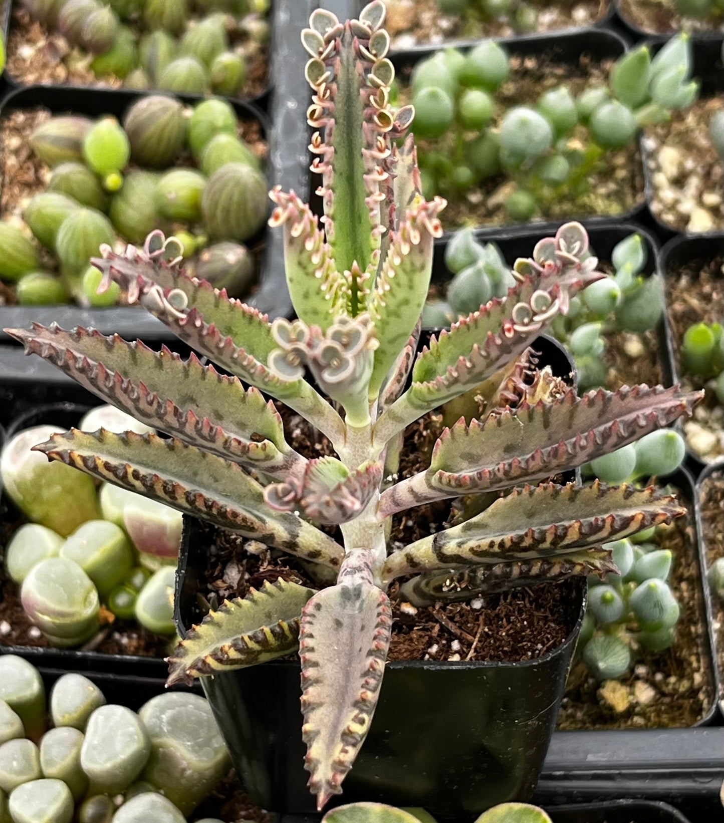 Mother of Millions