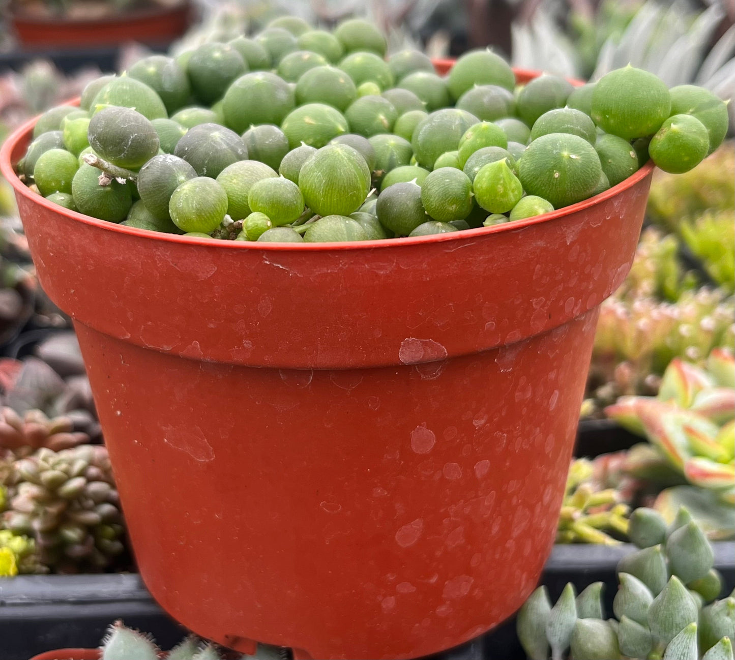 String of Pearls