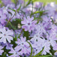 100+ Blue Emerald Creeping Phlox Seeds – Ground Cover Flowers, USA Grown, Vibrant Blooming Garden Starter –