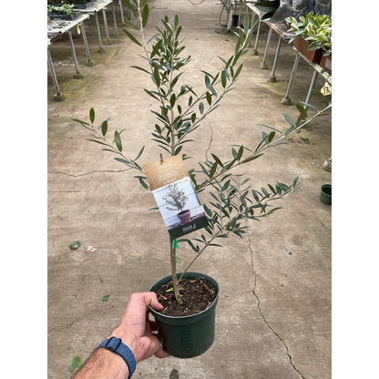 Common Olive Tree (Olea europaea) - FREE SHIPPING