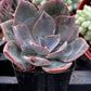 Echeveria Moon Dust Rose