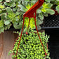 String of Pearls