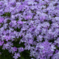100+ Blue Emerald Creeping Phlox Seeds – Ground Cover Flowers, USA Grown, Vibrant Blooming Garden Starter –