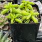 Peperomia Axillaris