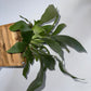 Platycerium Bifurcatum (Staghorn Fern)