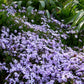 100+ Blue Emerald Creeping Phlox Seeds – Ground Cover Flowers, USA Grown, Vibrant Blooming Garden Starter –