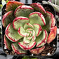 Echeveria Ana Lu