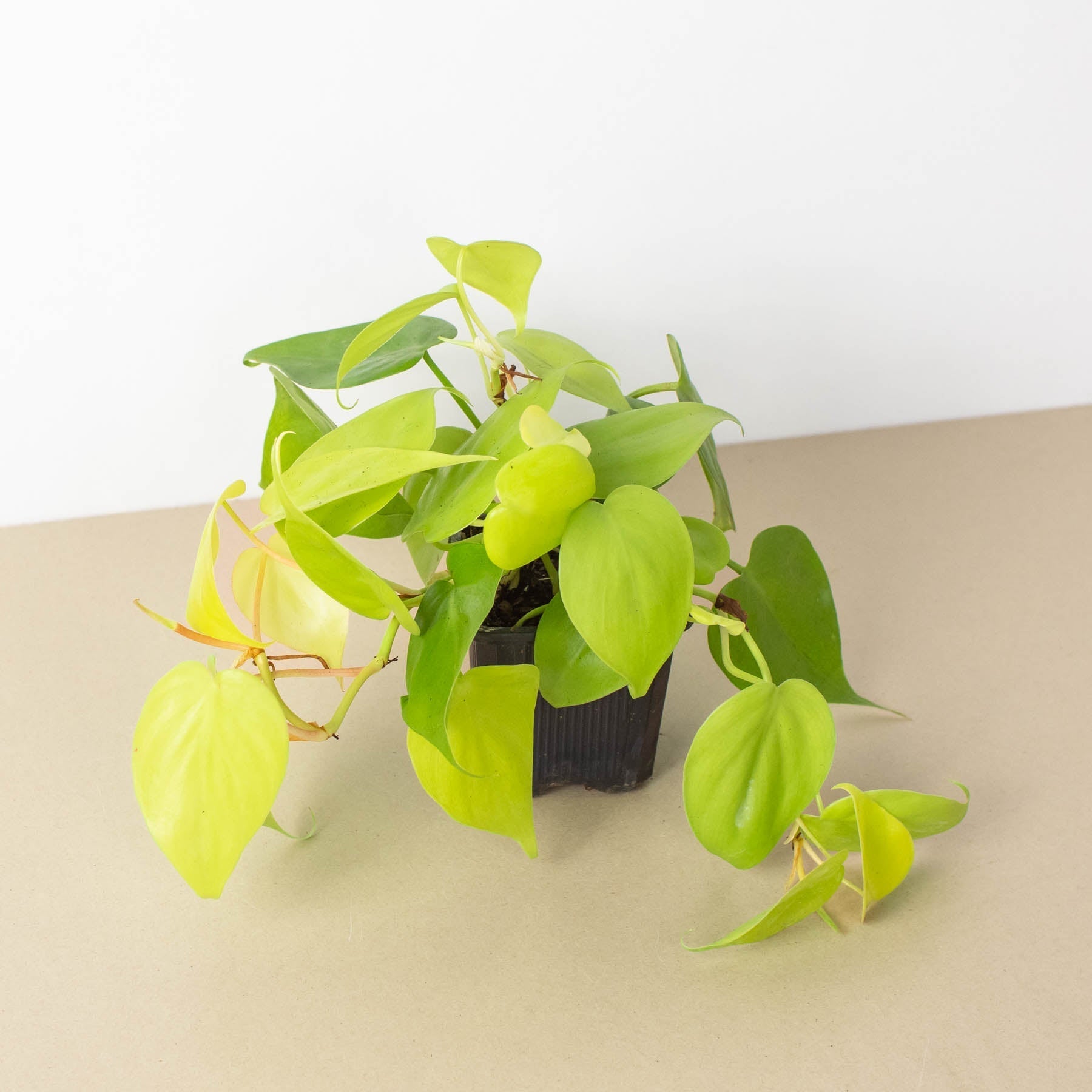 neon philodendron cordatum Philodendron Neon