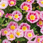 Rose Ensign Dwarf Morning Glory Seeds | Pink/Red Blooms | Compact 8” Tall | Long Blooming | Attracts Pollinators |