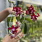 Phalaenopsis (Tying Shin Fly Eagle X Su-An Super Star) 'YL-129'