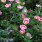 Rose Ensign Dwarf Morning Glory Seeds | Pink/Red Blooms | Compact 8” Tall | Long Blooming | Attracts Pollinators |