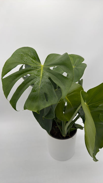 Monstera Deliciosa